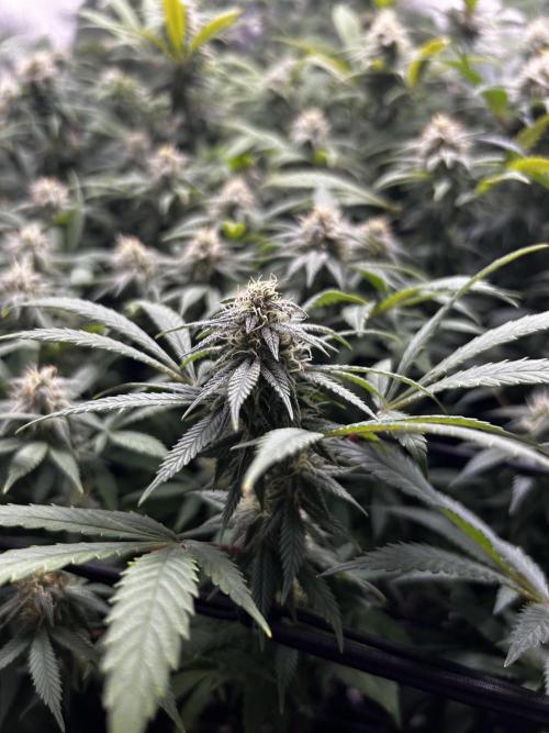 Fruit Spirit ScrOG. Week 23