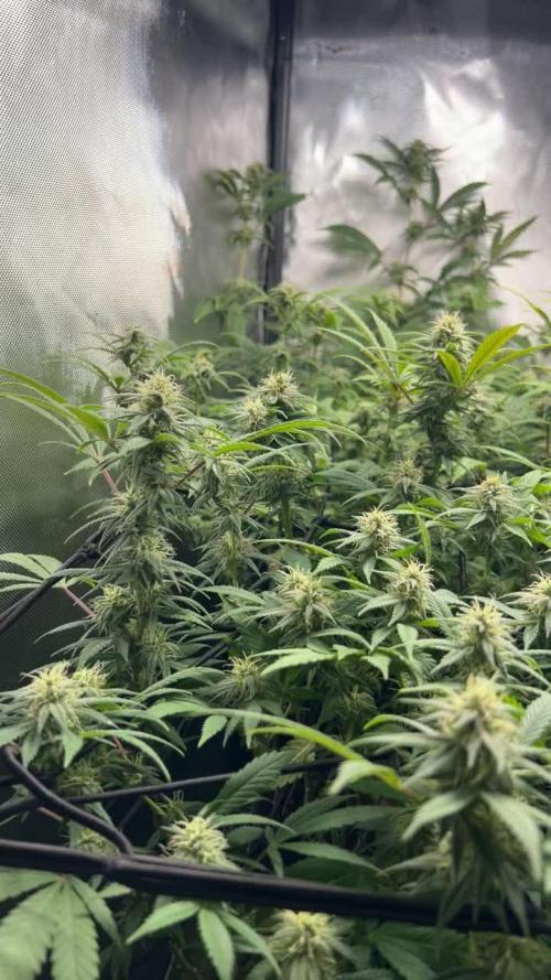Fruit Spirit ScrOG