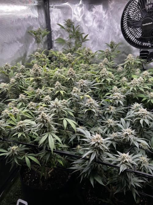 Fruit Spirit ScrOG. Week 25