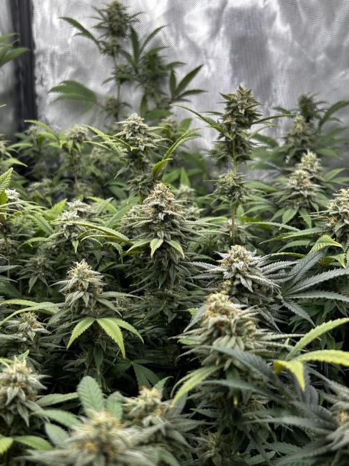 Fruit Spirit ScrOG. Week 25