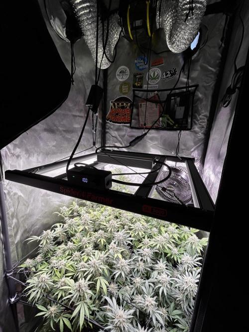 Fruit Spirit ScrOG. Week 25