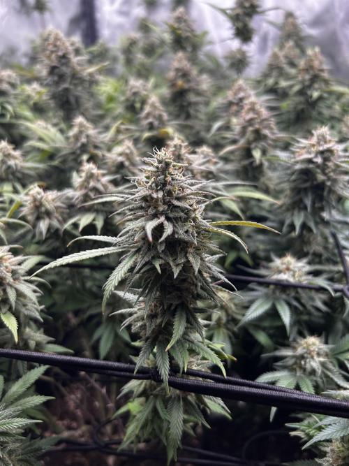 Fruit Spirit ScrOG. Week 26