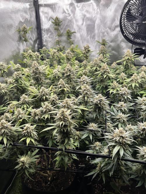 Fruit Spirit ScrOG. Week 26