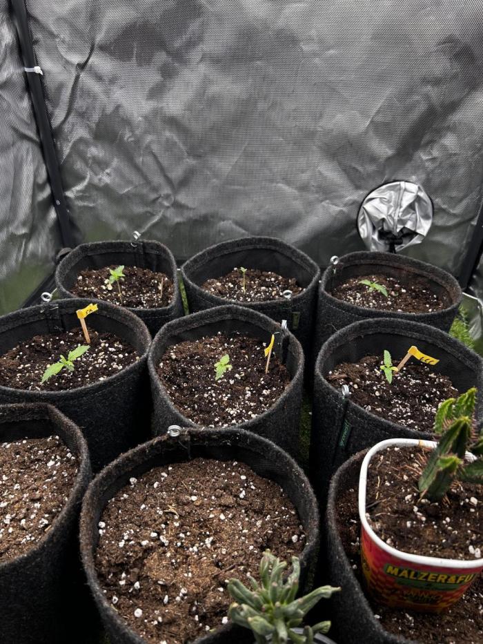 Autoflower Run. Week 1