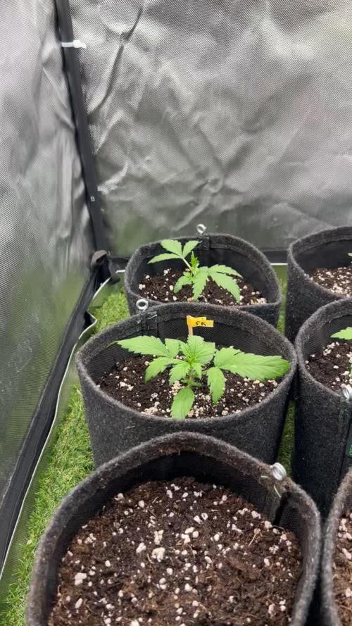 Autoflower SoG