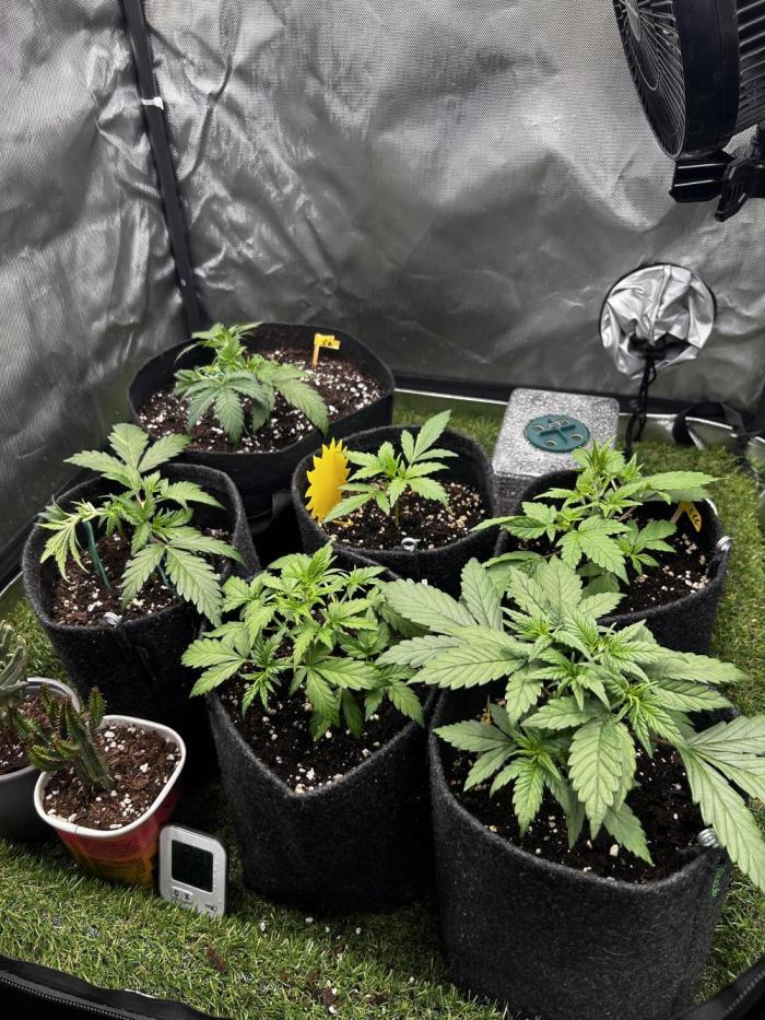 Autoflower Run. Week 3