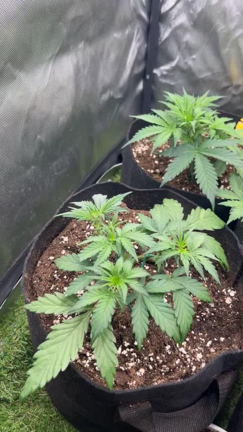 Autoflower Run