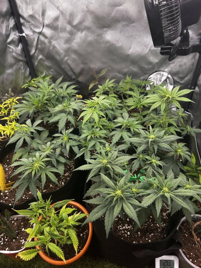 Autoflower Run. Week 5
