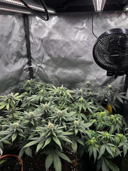 Autoflower Run. Week 7
