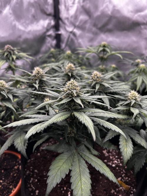 Autoflower Run. Week 7