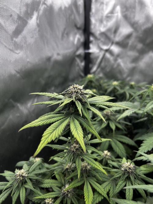 Autoflower Run. Week 7