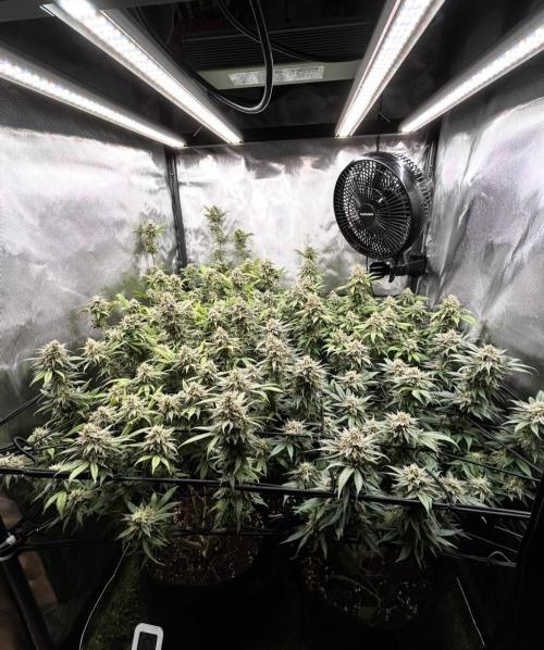 Fruit Spirit ScrOG. Week 27