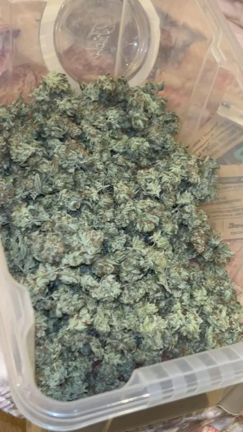 Fruit Spirit ScrOG