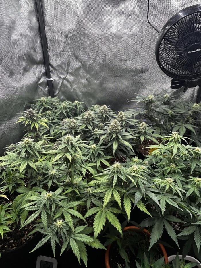 Autoflower Run. Week 8