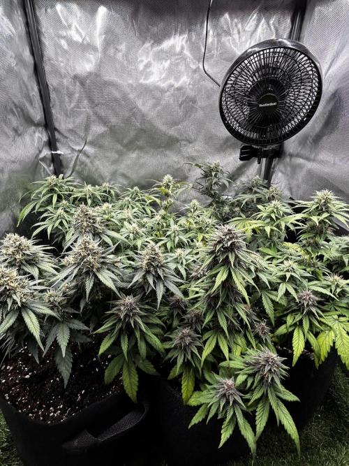 Autoflower Run. Week 9