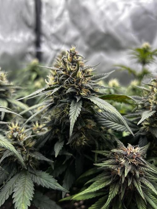 Autoflower Run. Week 9