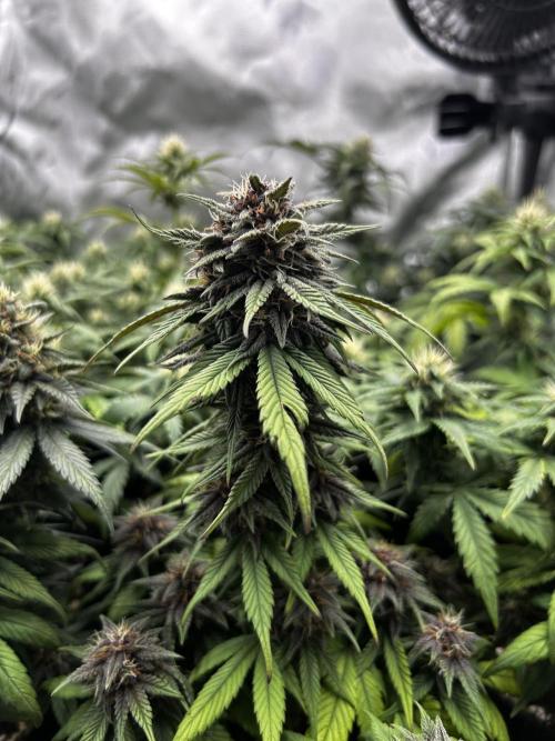 Autoflower Run. Week 9