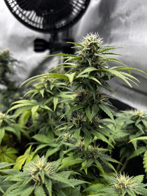 Autoflower Run. Week 9