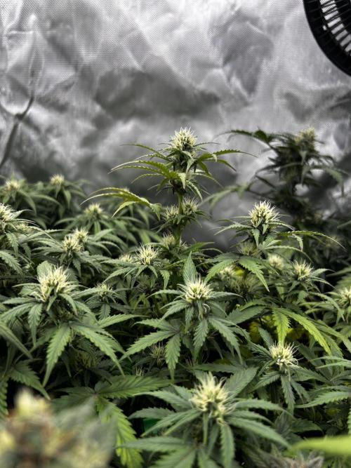 Autoflower Run. Week 9