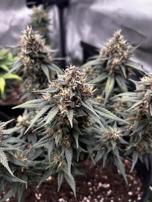 Autoflower Run. Week 10