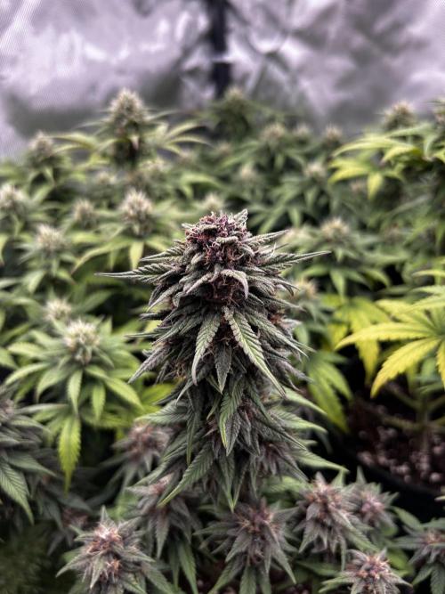 Autoflower Run. Week 10