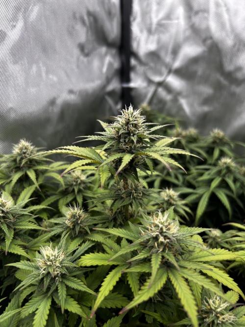 Autoflower Run. Week 10