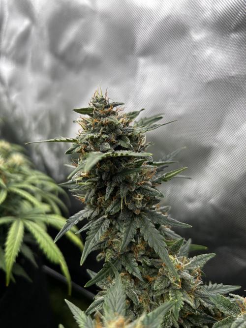 Autoflower Run. Week 10
