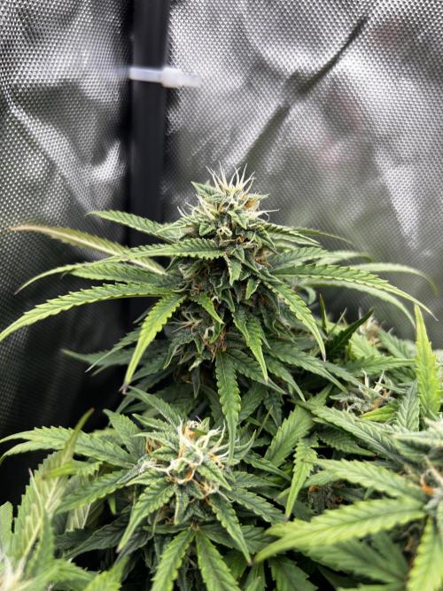 Autoflower Run. Week 10