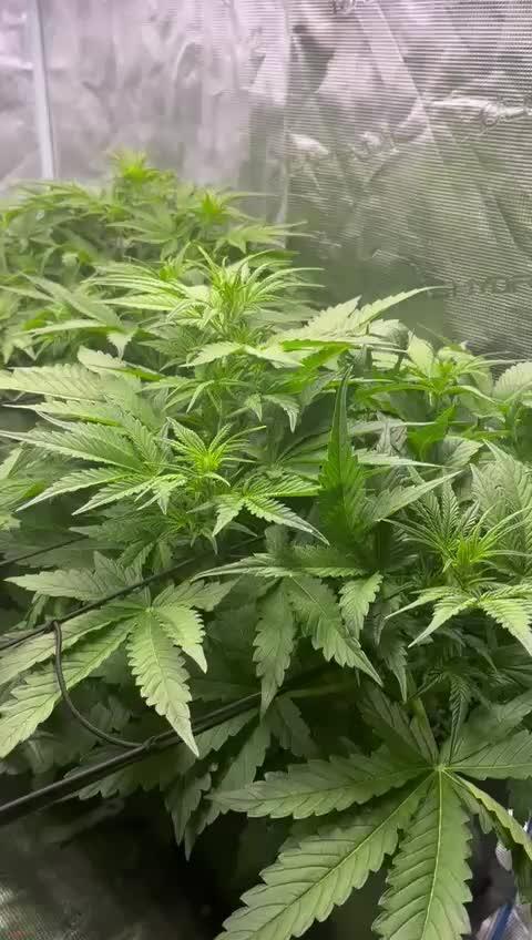 Eternity Grow Cup 2025 |Genetic: Zamnesia Autoflower Runtz