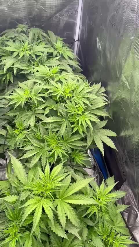 Eternity Grow Cup 2025 |Genetic: Zamnesia Autoflower Runtz