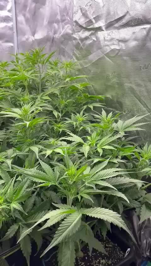 Eternity Grow Cup 2025 |Genetic: Zamnesia Autoflower Runtz