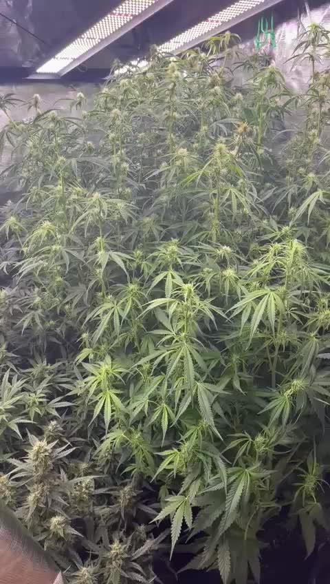 Eternity Grow Cup 2025 |Genetic: Zamnesia Autoflower Runtz