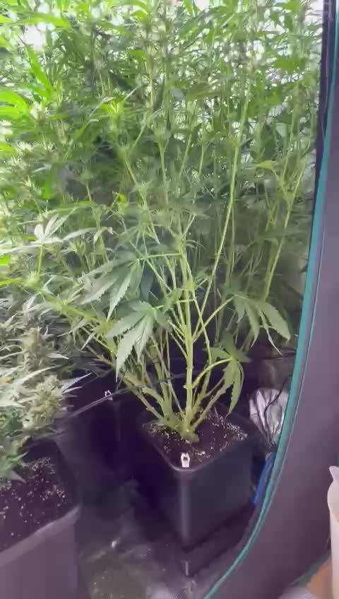 Eternity Grow Cup 2025 |Genetic: Zamnesia Autoflower Runtz