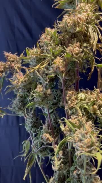 Eternity Grow Cup 2025 |Genetic: Zamnesia Autoflower Runtz