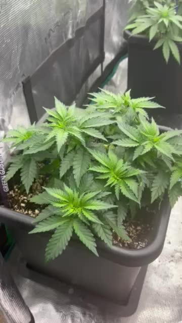 Grow 3.0 | Zamnesia | Green Goblin