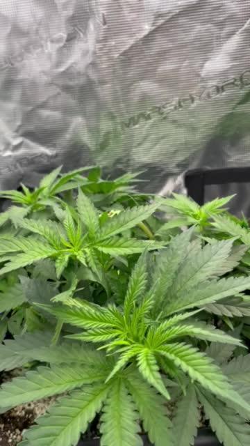 Grow 3.0 | Zamnesia | Green Goblin