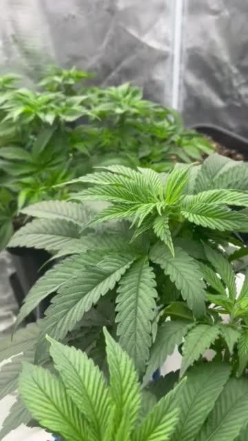Grow 3.1 | Zamnesia | Skywalker OG