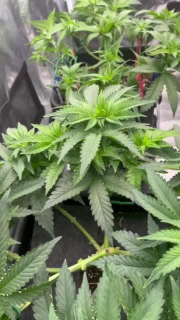 Grow 3.0 | Zamnesia | Green Goblin
