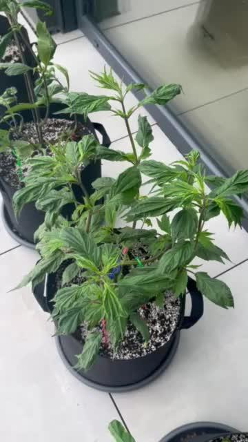 Grow 3.2 | Terpyz | Blueberry Lime Kush AD