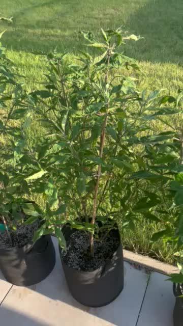 Grow 3.2 | Terpyz | Blueberry Lime Kush AD