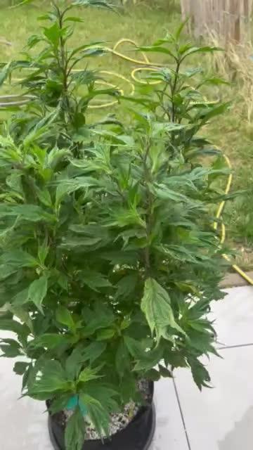 Grow 3.2 | Terpyz | Blueberry Lime Kush AD