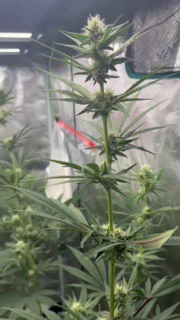 Grow 4.1 | Humboldt | California Haze