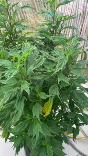 Grow 3.2 | Terpyz | Blueberry Lime Kush AD