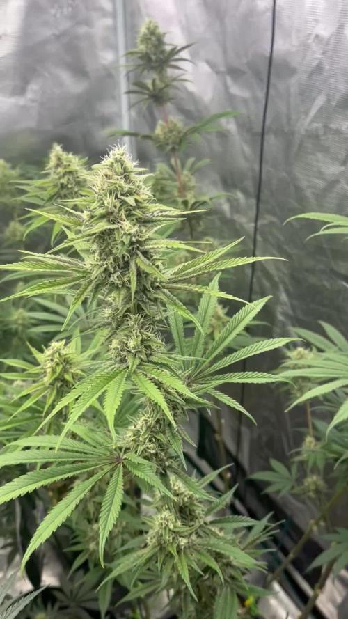 Grow 4.1 | Humboldt | California Haze