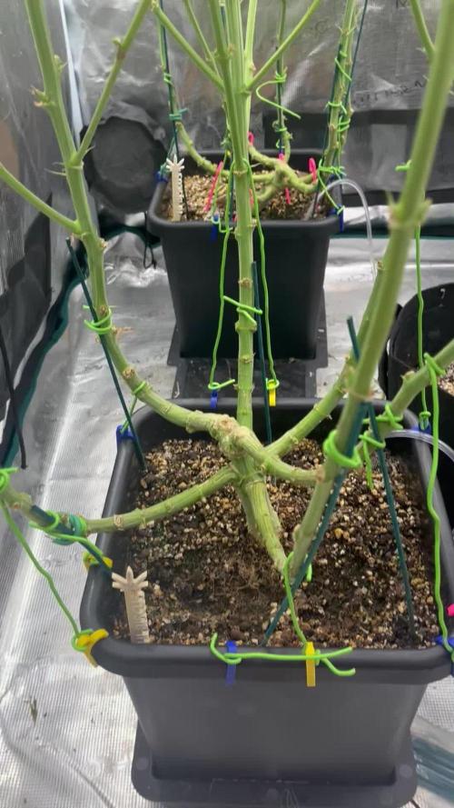 Grow 4.0 | Humboldt | Hi-Biscus