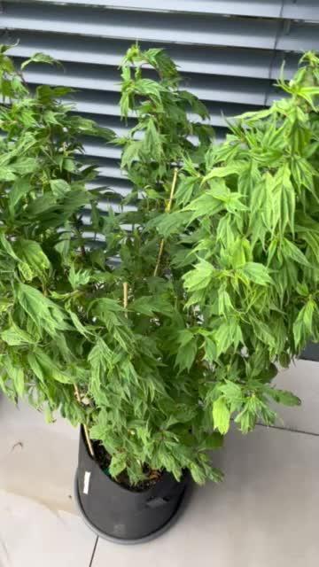 Grow 3.2 | Terpyz | Blueberry Lime Kush AD