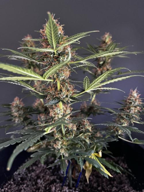 Grow 5.2 | Divine Seeds Auto Black Opium. Week 10