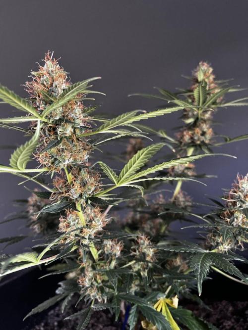 Grow 5.2 | Divine Seeds Auto Black Opium. Week 10