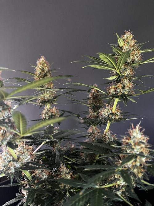 Grow 5.2 | Divine Seeds Auto Black Opium. Week 10