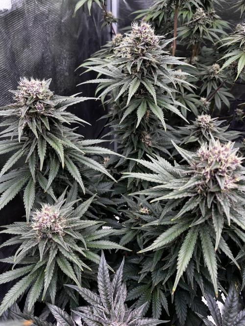 Grow 5.4 | Zamnesia | Purple Urkle. Week 11